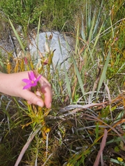 Chironia jasminoides