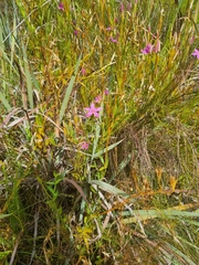 Chironia jasminoides