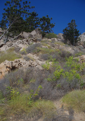 Triodia stenostachya