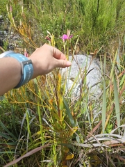 Chironia jasminoides