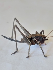 Alfredectes semiaeneus