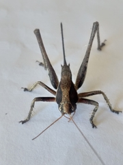 Alfredectes semiaeneus