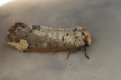 Phalera takasagoensis