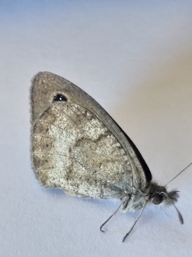 Silver-bottom Brown