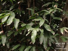 Hydnocarpus castaneus