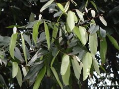 Hydnocarpus castaneus