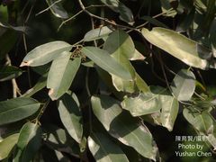 Hydnocarpus castaneus