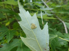 Eriophyes aceris