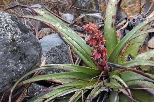 Hardy Bromeliad