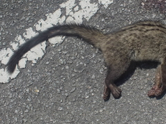 Paradoxurus musangus