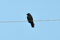 Corvus dauuricus