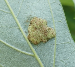 Eriophyes aceris