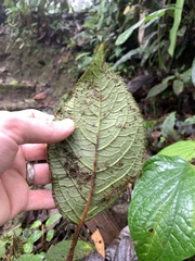 Glossoloma sprucei