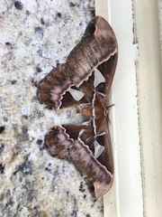 Rothschildia speculifer