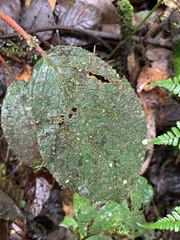 Glossoloma sprucei