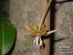 Hydnocarpus castaneus