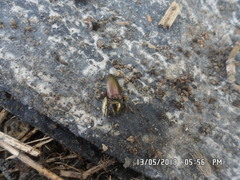 Selatosomus aeneus