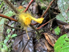 Glossoloma sprucei