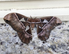 Rothschildia speculifer