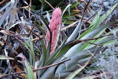 Puya dyckioides