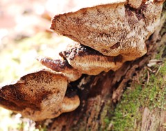 Gloeophyllum odoratum