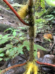 Glossoloma sprucei