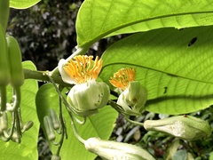 Passiflora macrophylla