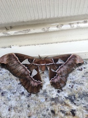 Rothschildia speculifer