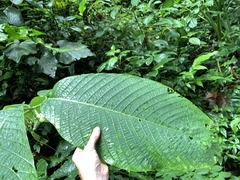 Passiflora macrophylla