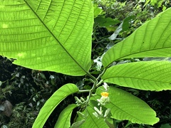 Passiflora macrophylla