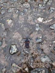Zophobas quadrimaculatus