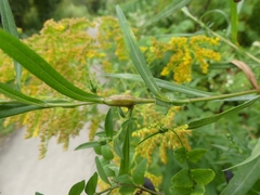 Neolasioptera ramuscula