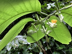 Passiflora macrophylla
