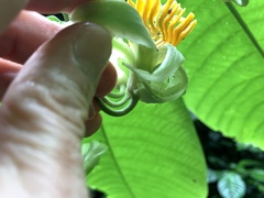 Passiflora macrophylla