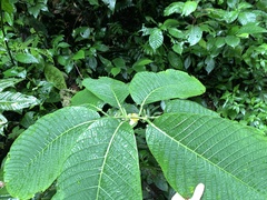 Passiflora macrophylla