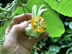 Passiflora macrophylla