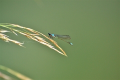 Oxyagrion ablutum