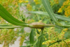 Neolasioptera ramuscula