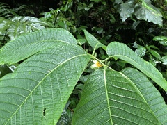 Passiflora macrophylla