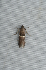 Psorosa taishanella