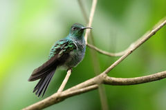 Chalybura buffonii