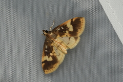 Pseudebulea fentoni