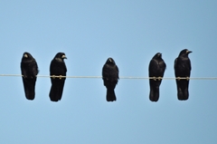 Corvus frugilegus