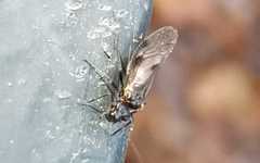 Elipsocus hyalinus