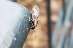 Elipsocus hyalinus