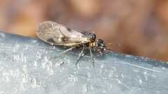 Elipsocus hyalinus