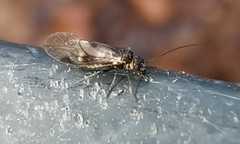 Elipsocus hyalinus