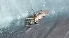 Elipsocus hyalinus