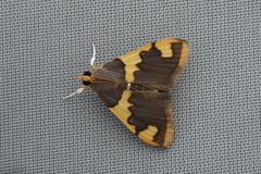 Rehimena phrynealis