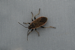 Pyrrhocoris sibiricus